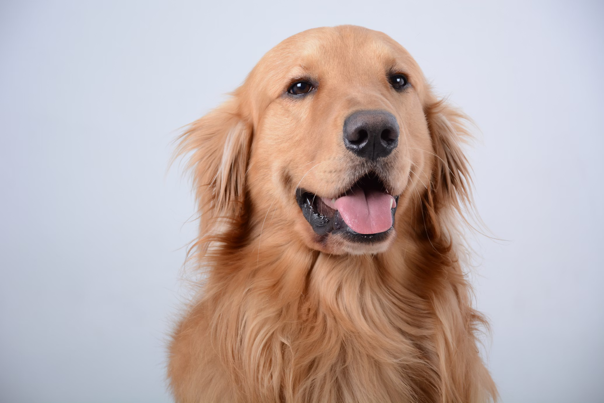 Vet clinic care